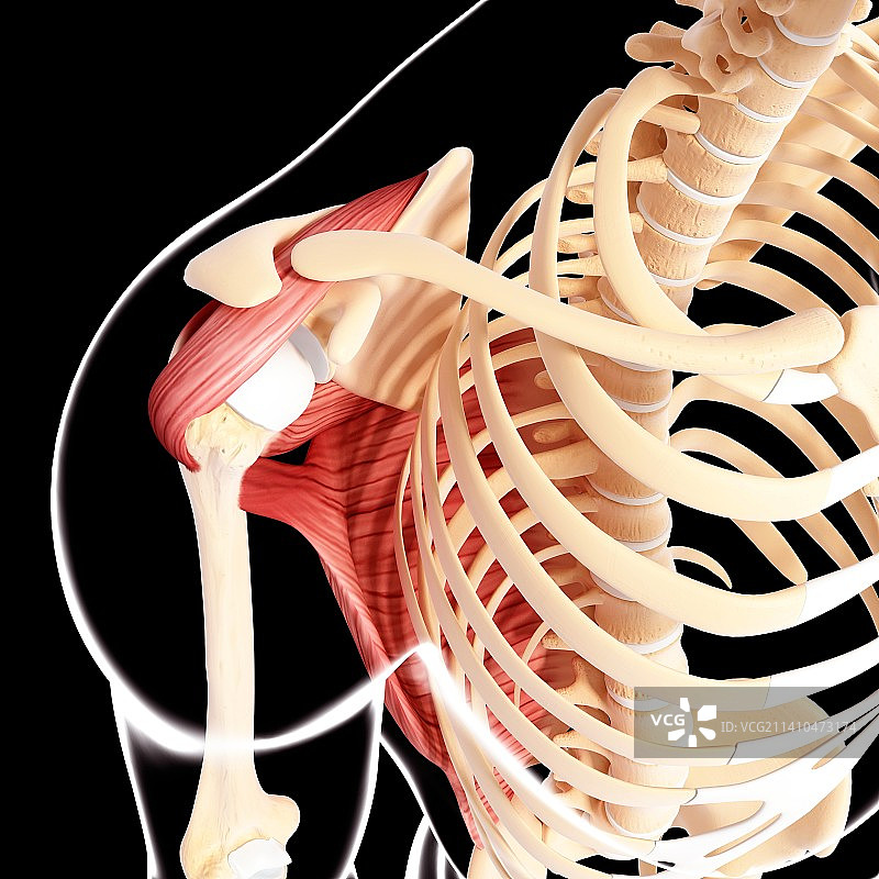 人类肩部肌肉结构艺术图片素材