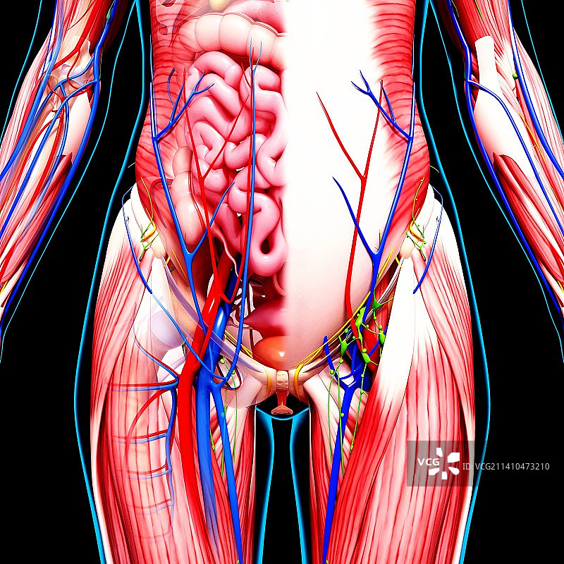 女性解剖学、艺术品图片素材