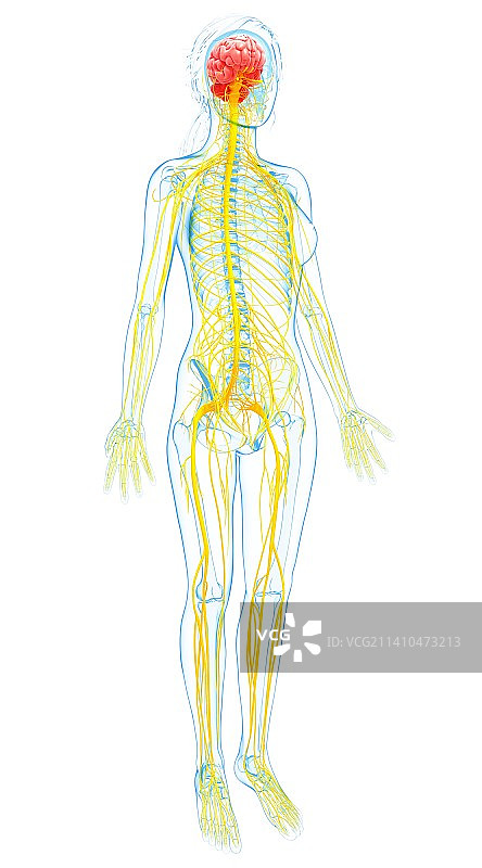 女性神经系统，艺术品图片素材
