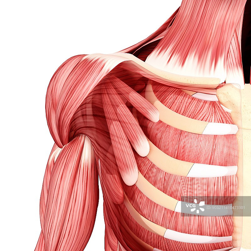 人类肌肉组织，艺术品图片素材