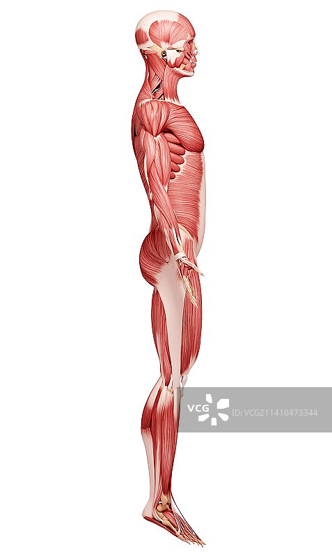 人类肌肉组织，艺术品图片素材