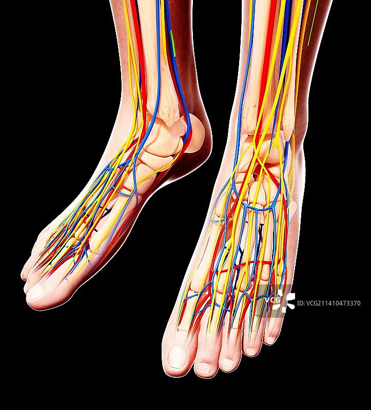 人的足部解剖结构艺术图图片素材