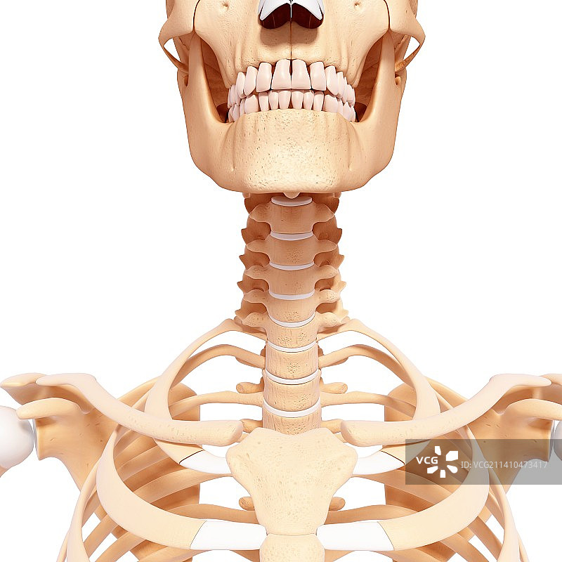 人类骨骼，艺术品图片素材