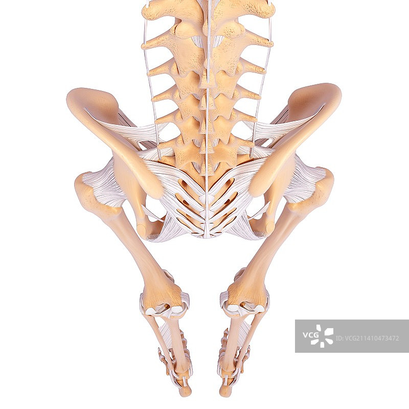 人类骨骼，艺术品图片素材