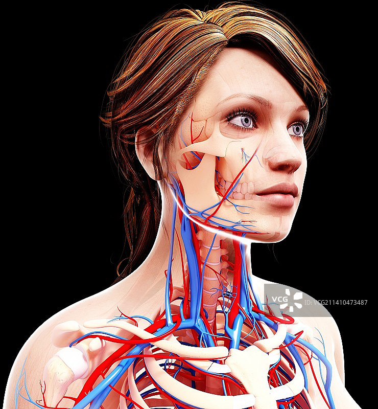 女性心血管系统，艺术品图片素材