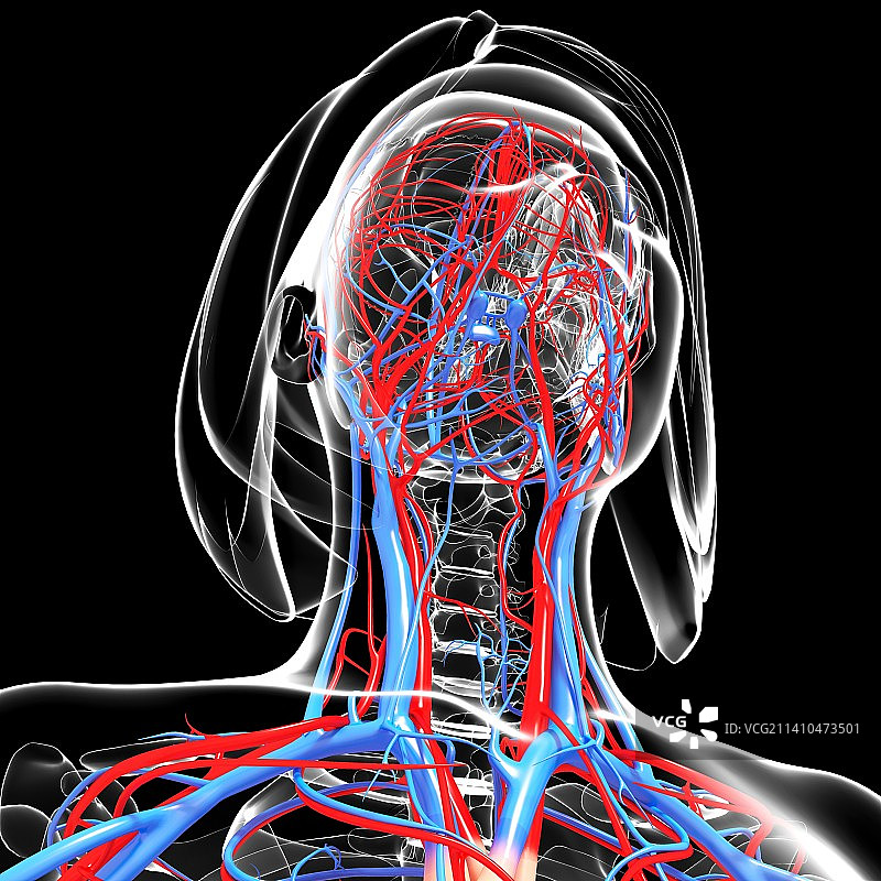女性心血管系统，艺术品图片素材