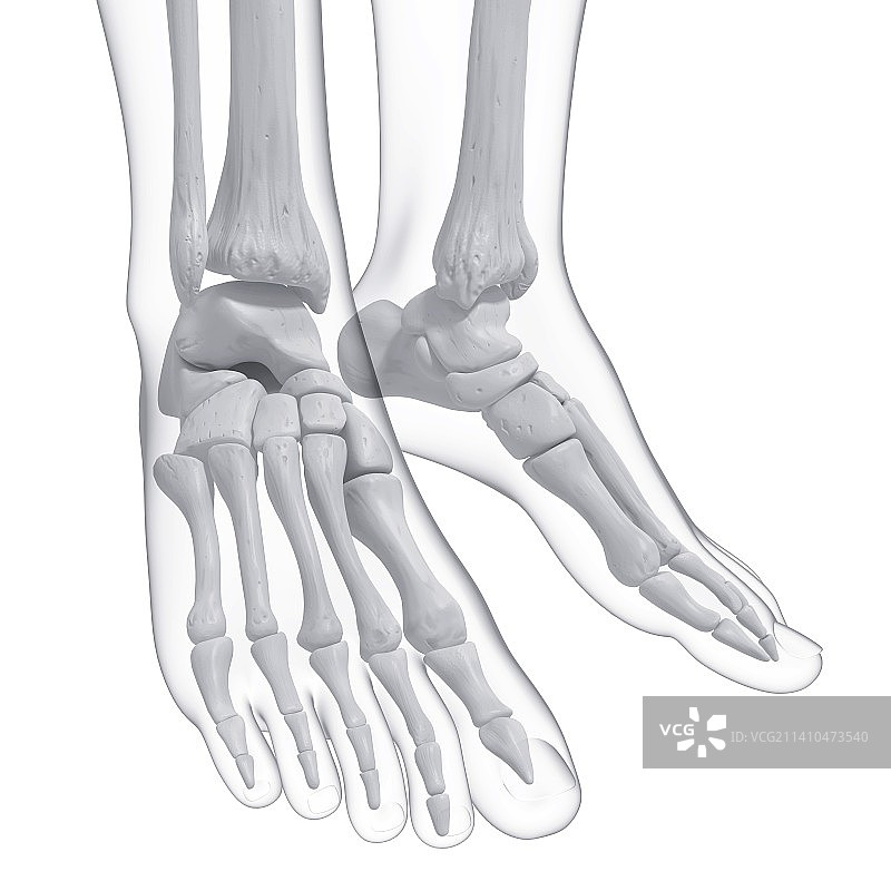 人类足骨艺术图图片素材
