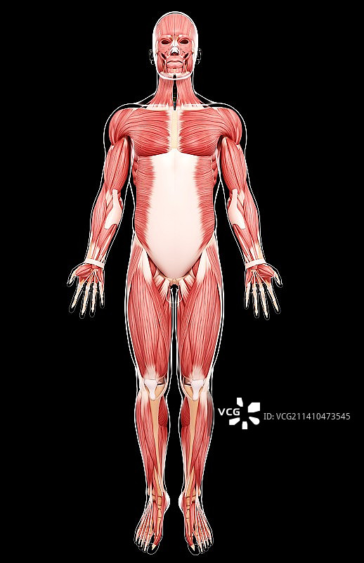 人类肌肉组织，艺术品图片素材