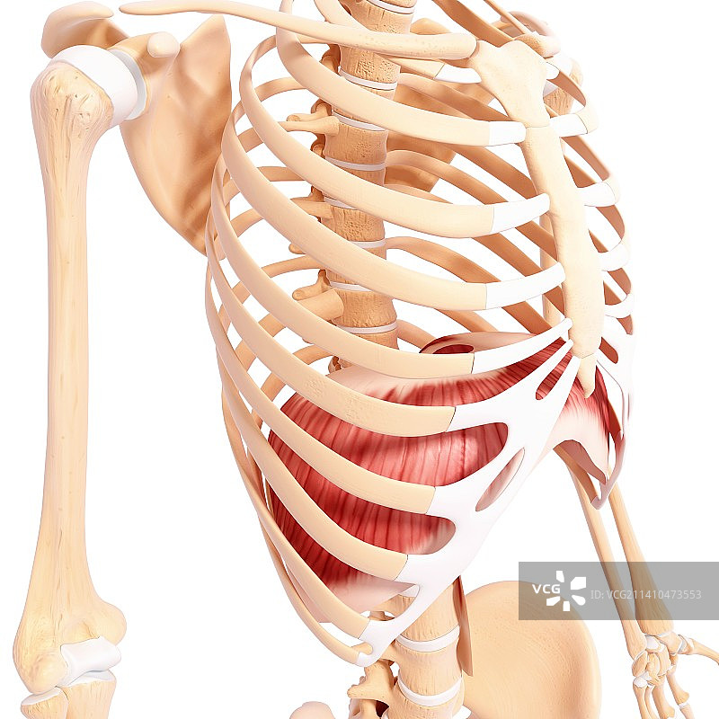 人类肌肉组织，艺术品图片素材