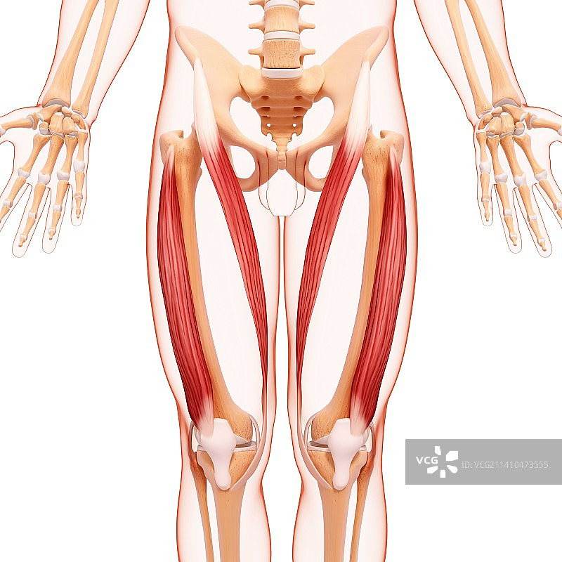 人类腿部肌肉组织，艺术品图片素材