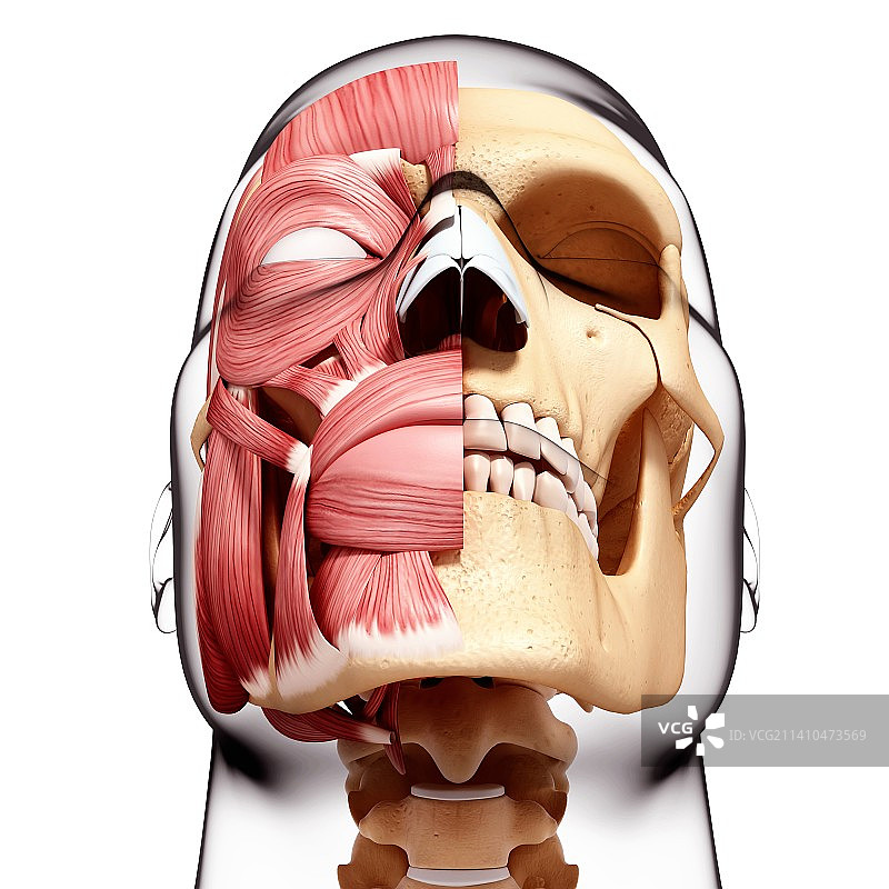 人头肌肉组织，艺术作品图片素材