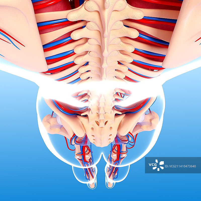 人体解剖，艺术品图片素材