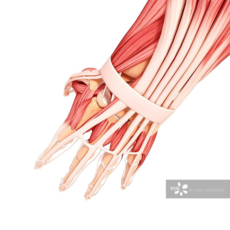 人手肌肉结构图片素材