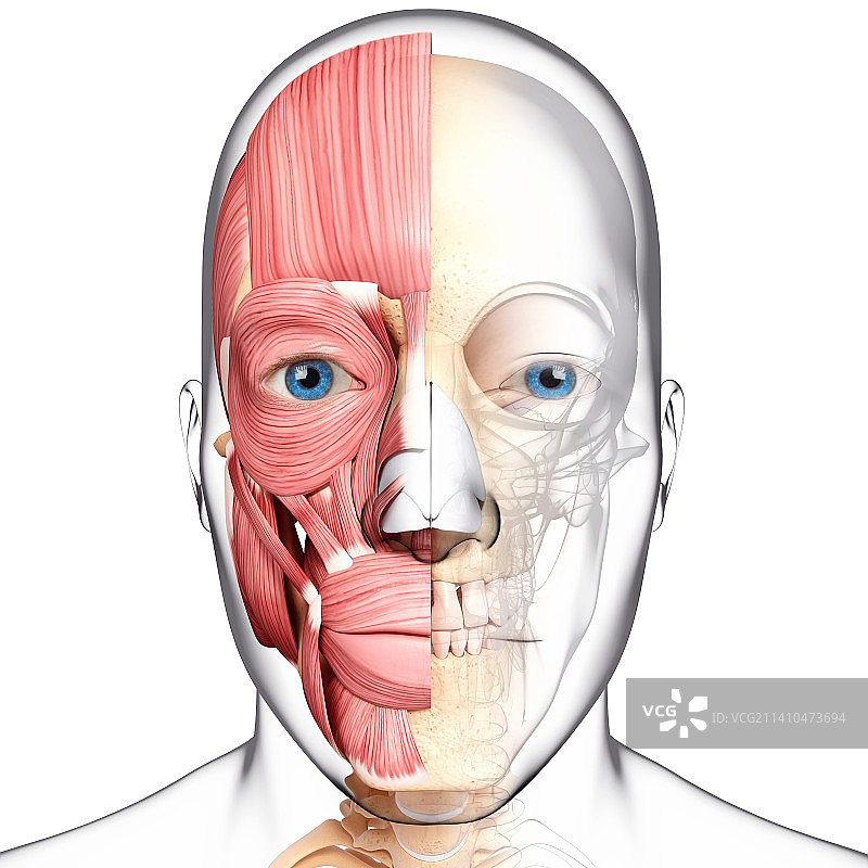 人头肌肉组织，艺术作品图片素材