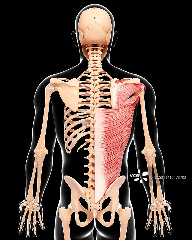 人类肌肉组织，艺术品图片素材