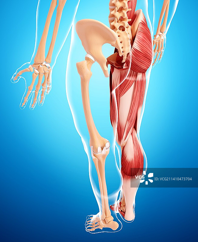 人类腿部肌肉组织，艺术品图片素材