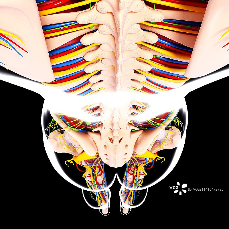人体解剖，艺术品图片素材