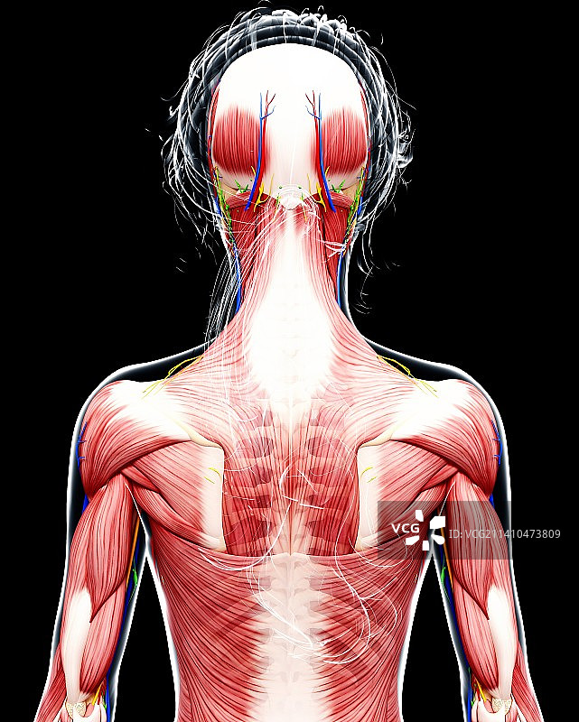 女性解剖学、艺术品图片素材