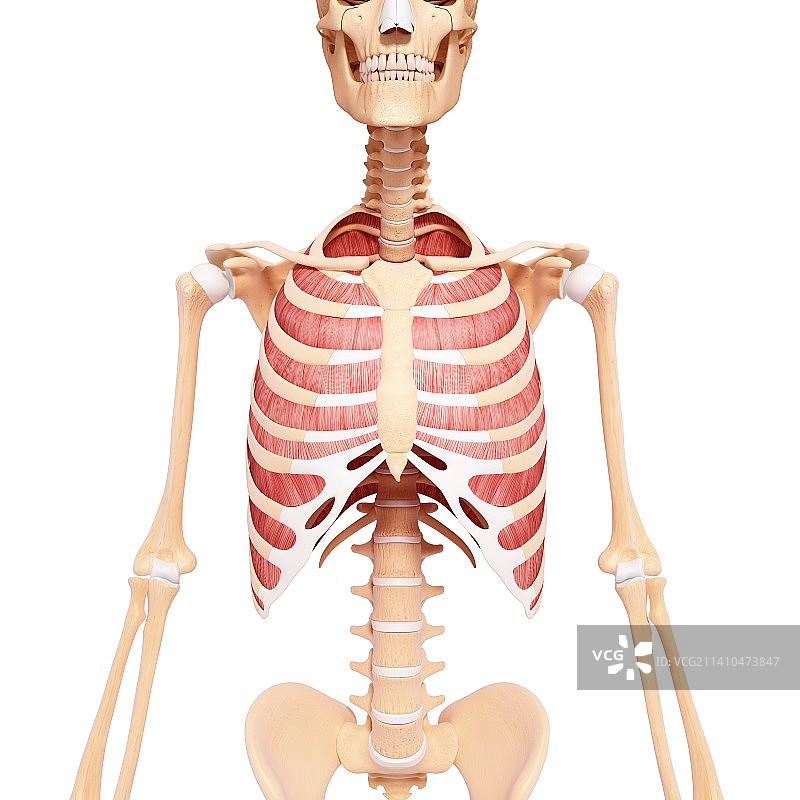 人类肌肉组织，艺术品图片素材