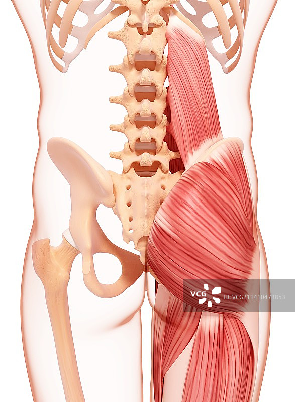人类髋部肌肉组织图片素材