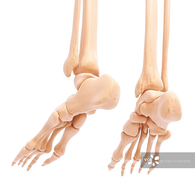 人类足骨艺术图图片素材