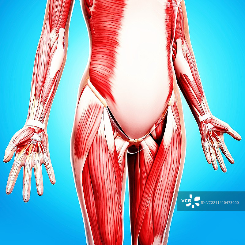 人类肌肉组织，艺术品图片素材