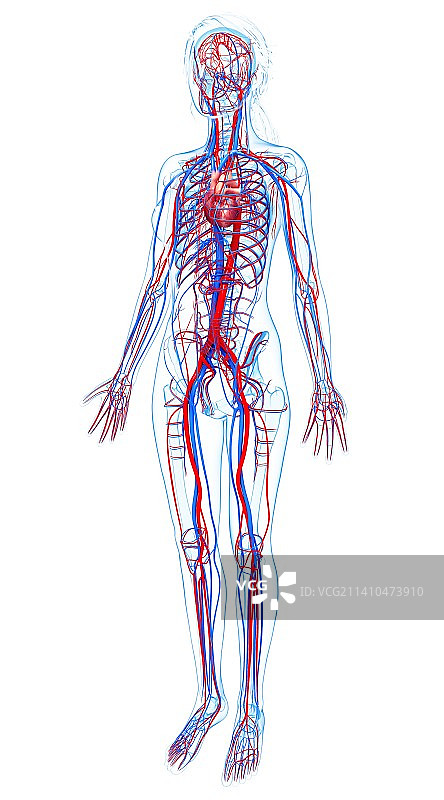 女性心血管系统，艺术品图片素材