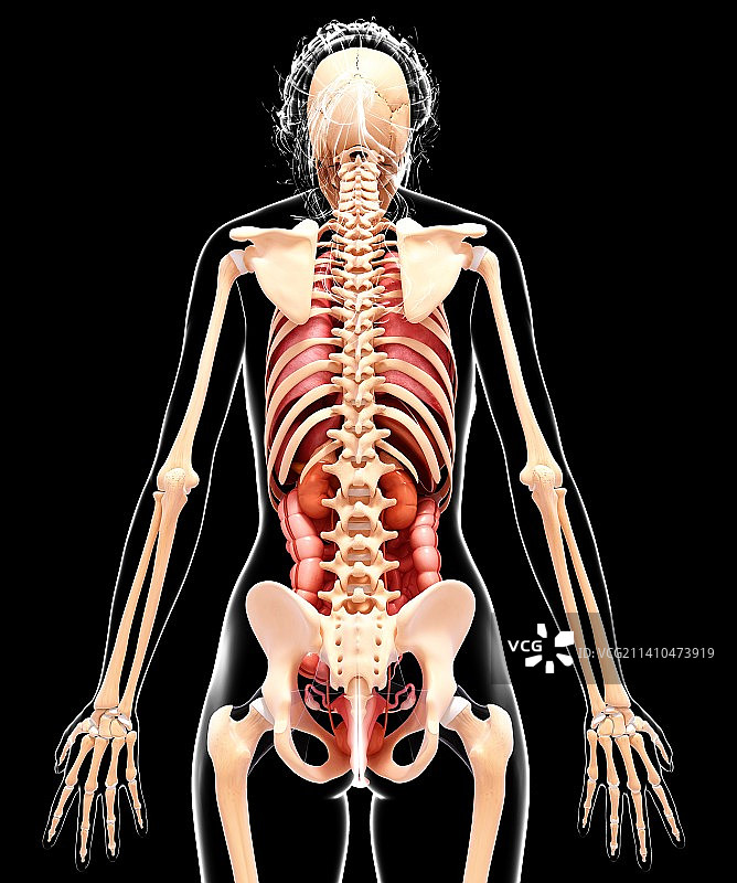 女性解剖学、艺术品图片素材