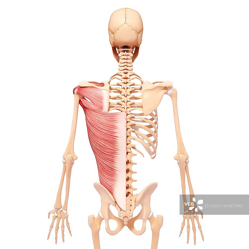 人类肌肉组织，艺术品图片素材