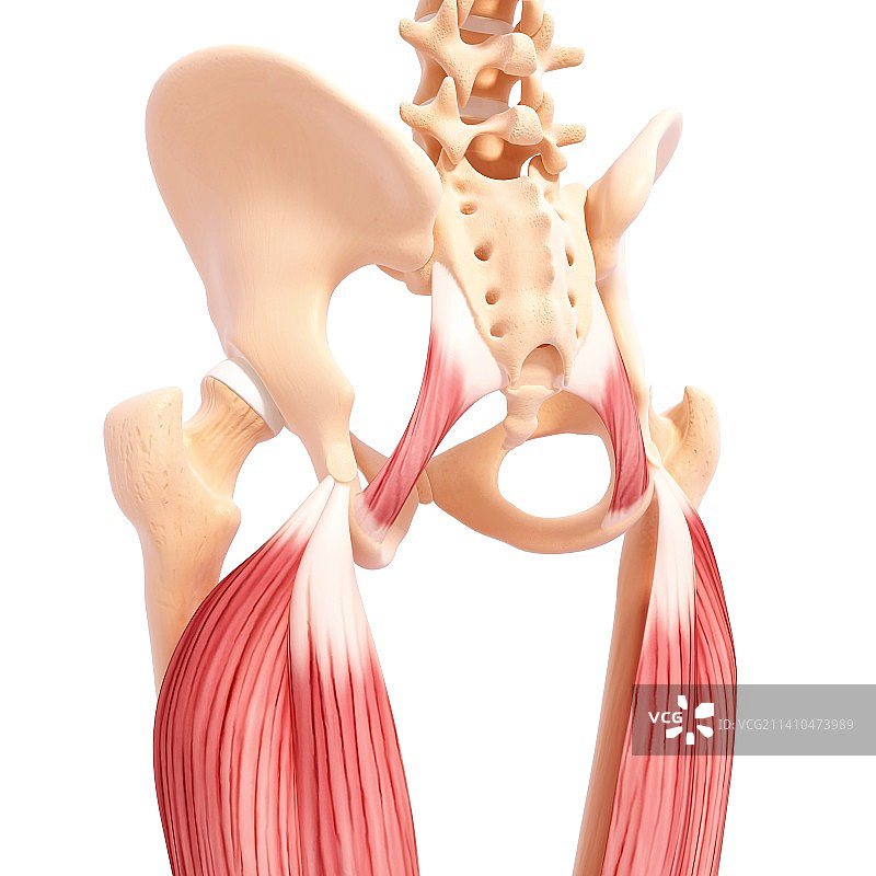 人类腿部肌肉组织，艺术品图片素材
