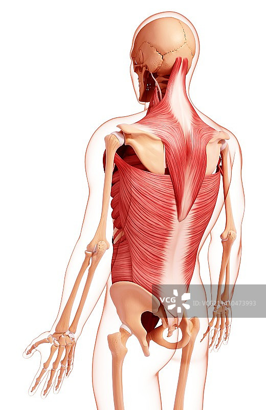 人类肌肉组织，艺术品图片素材