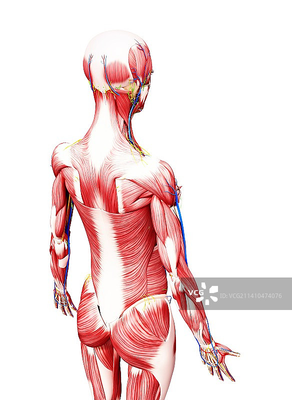 女性解剖学、艺术品图片素材
