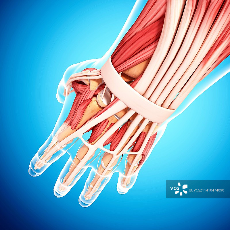 人手肌肉结构图片素材