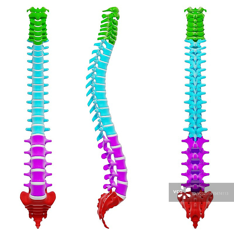 人体脊柱，艺术品图片素材