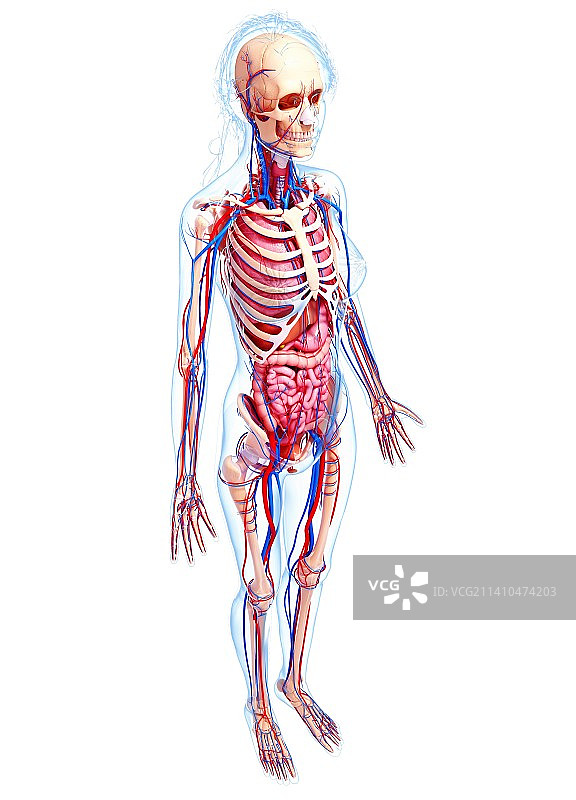 女性解剖学、艺术品图片素材