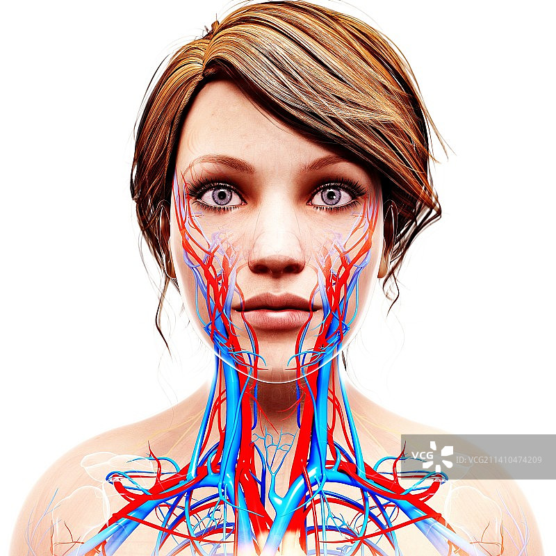 女性心血管系统，艺术品图片素材