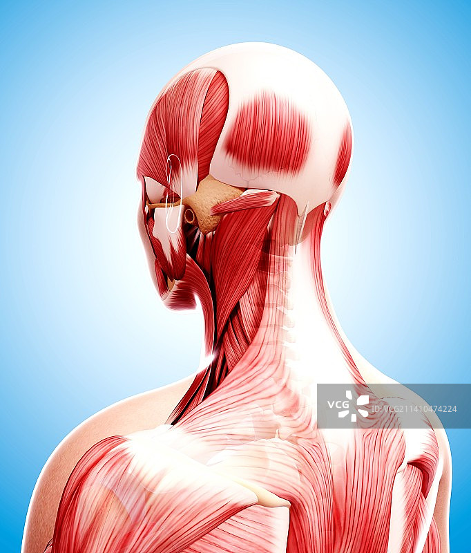 人类肌肉组织，艺术品图片素材