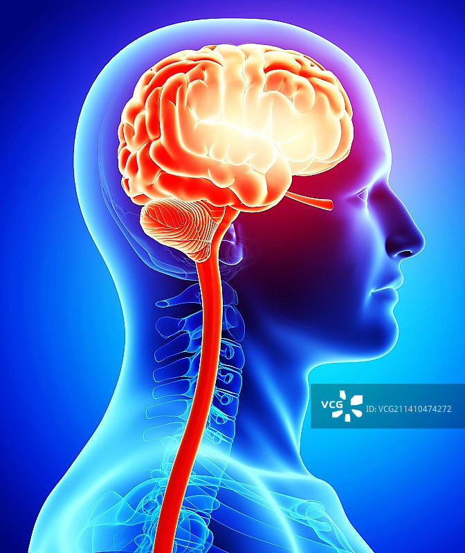 男性大脑艺术图图片素材