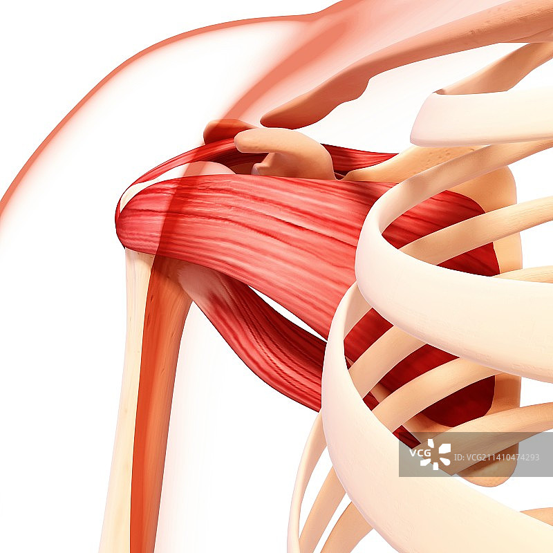 人类肩部肌肉结构艺术图片素材