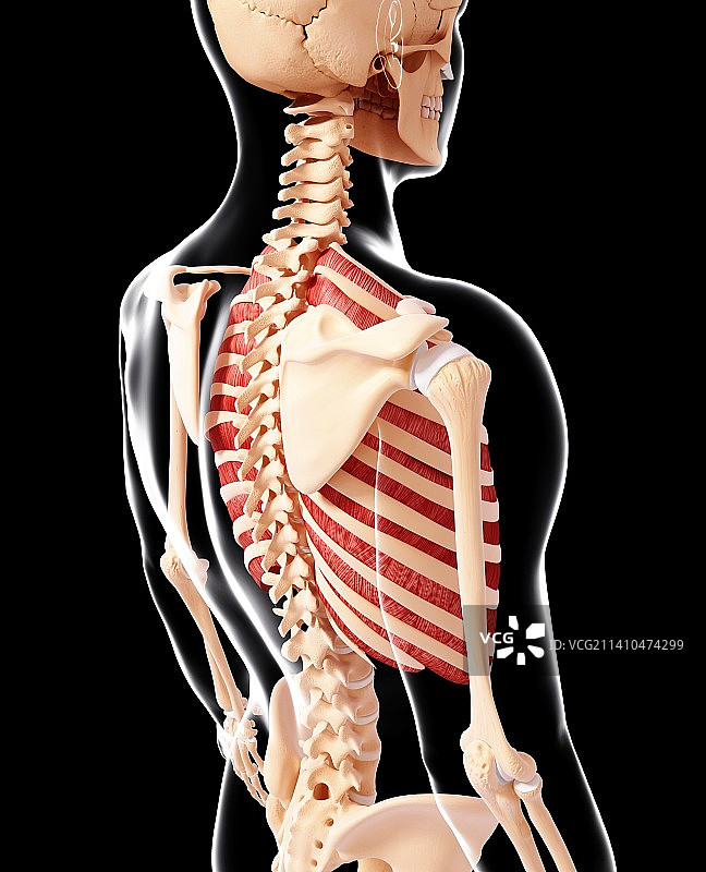 人类肌肉组织，艺术品图片素材