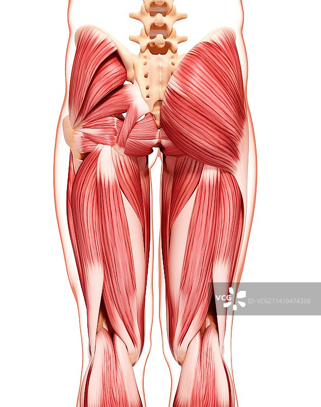 人类肌肉组织，艺术品图片素材