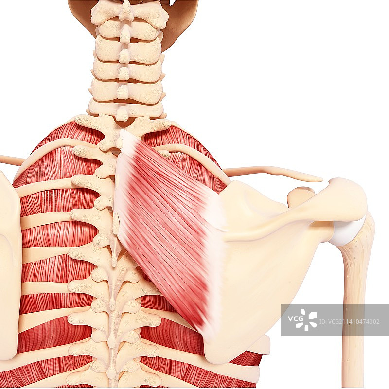 人类肌肉组织，艺术品图片素材