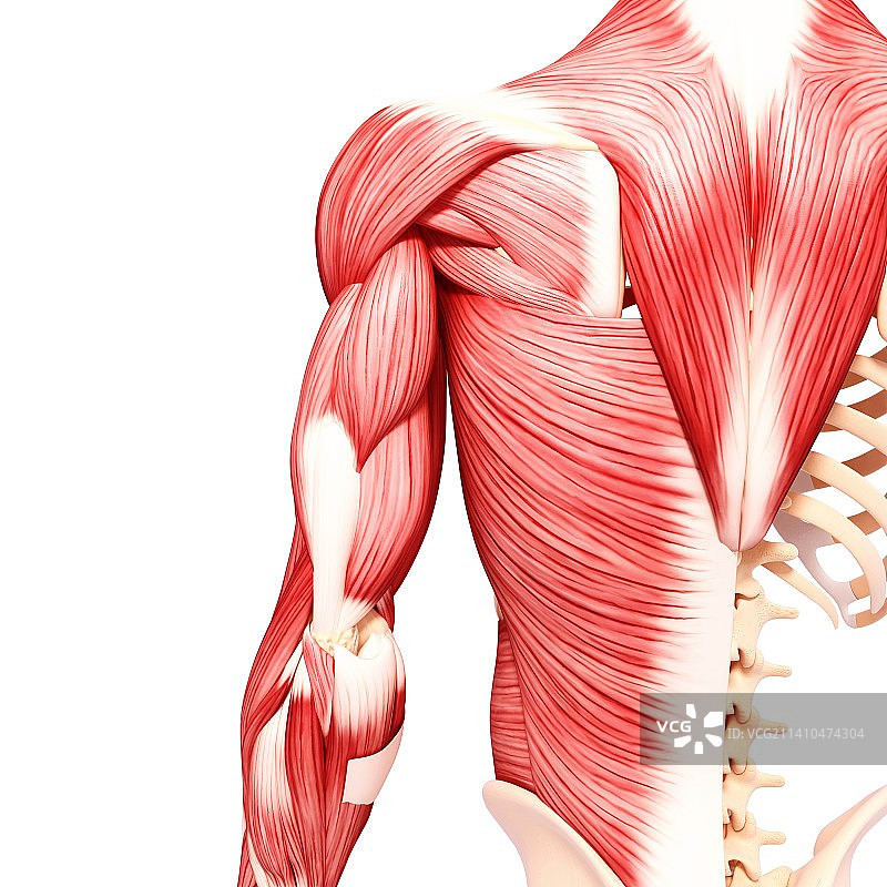 人类肌肉组织，艺术品图片素材