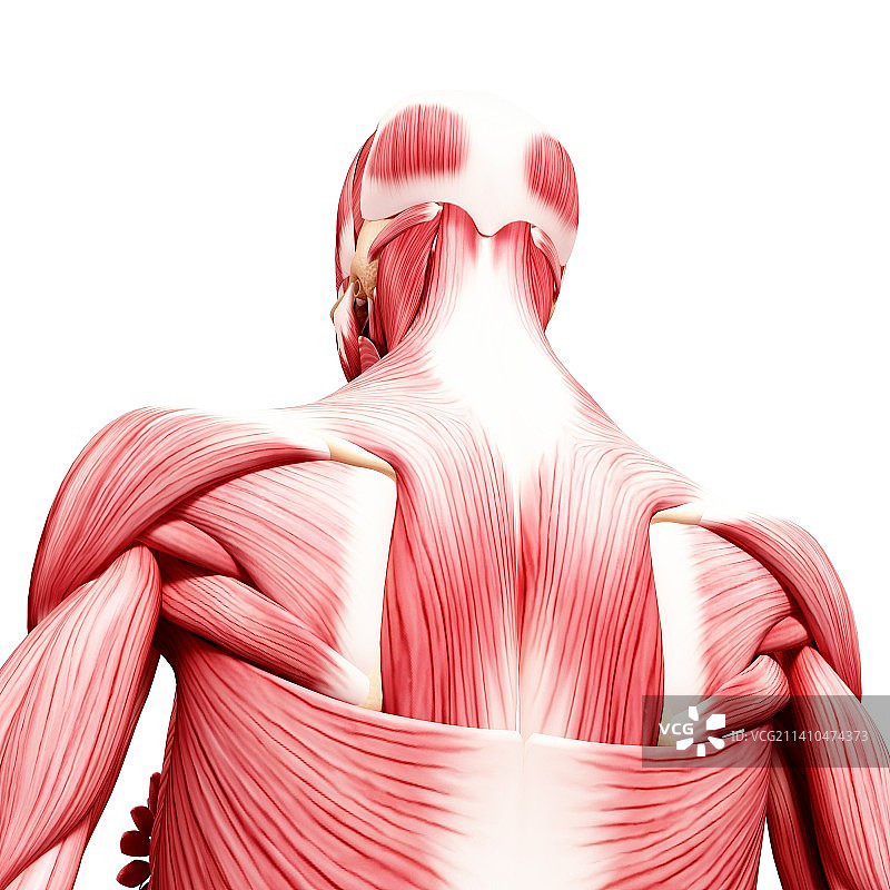 人类肌肉组织，艺术品图片素材