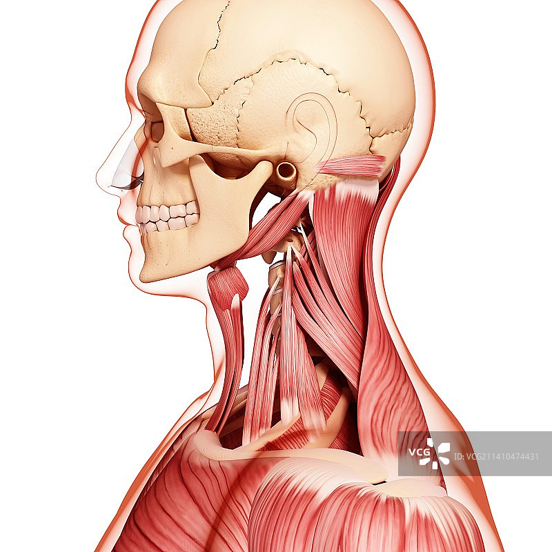 人类肌肉组织，艺术品图片素材