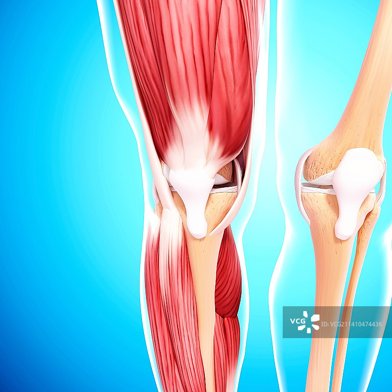 人类腿部肌肉组织，艺术品图片素材