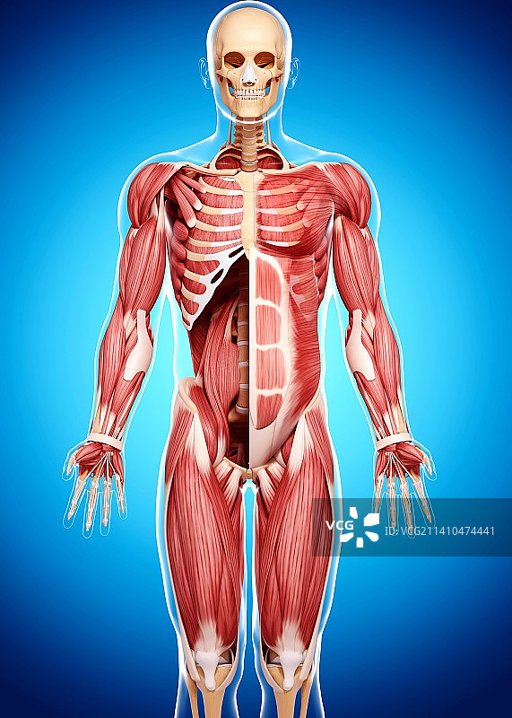 人类肌肉组织，艺术品图片素材