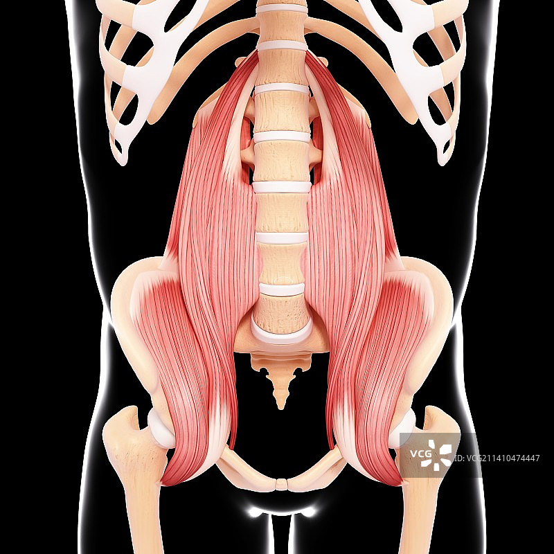 人类髋部肌肉组织图片素材