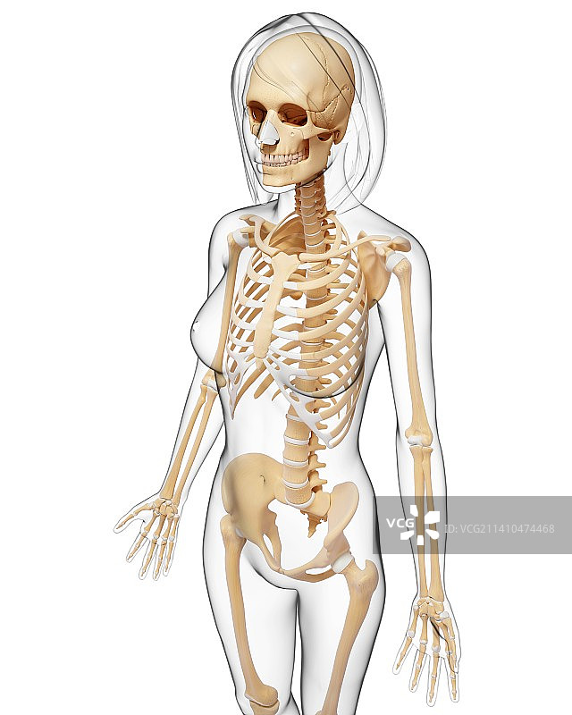 女性骨骼，艺术品图片素材