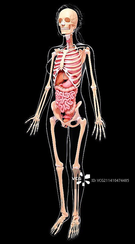 人类的消化系统，艺术品图片素材
